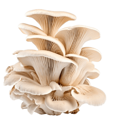 🍄 Oyster Mushroom