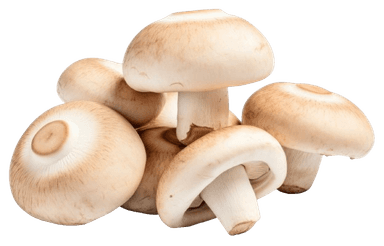 πΌπ Button Mushroom