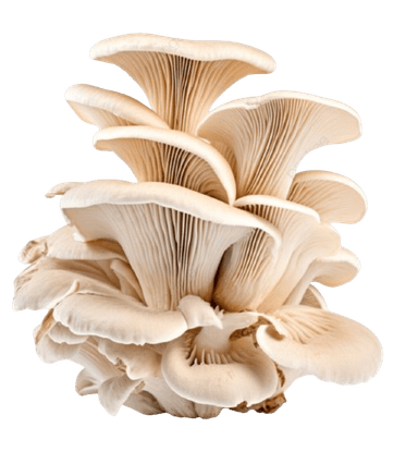 π Oyster Mushroom
